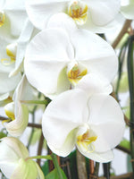 Bella Bianca, orchidées blanches aux labelles jaune et pourpre, pétales larges veloutés