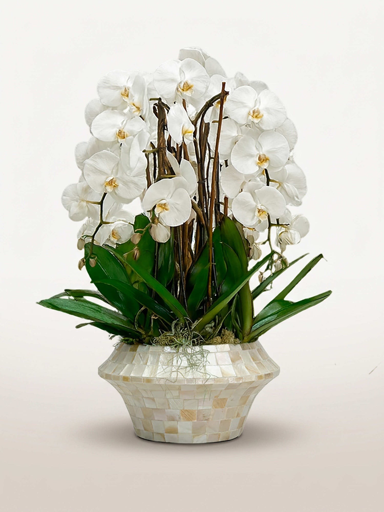 Bella Bianca, neuf tiges d'orchidées blanches en rotonde, feuillage vert dans un cache-pot mosaïque nacré