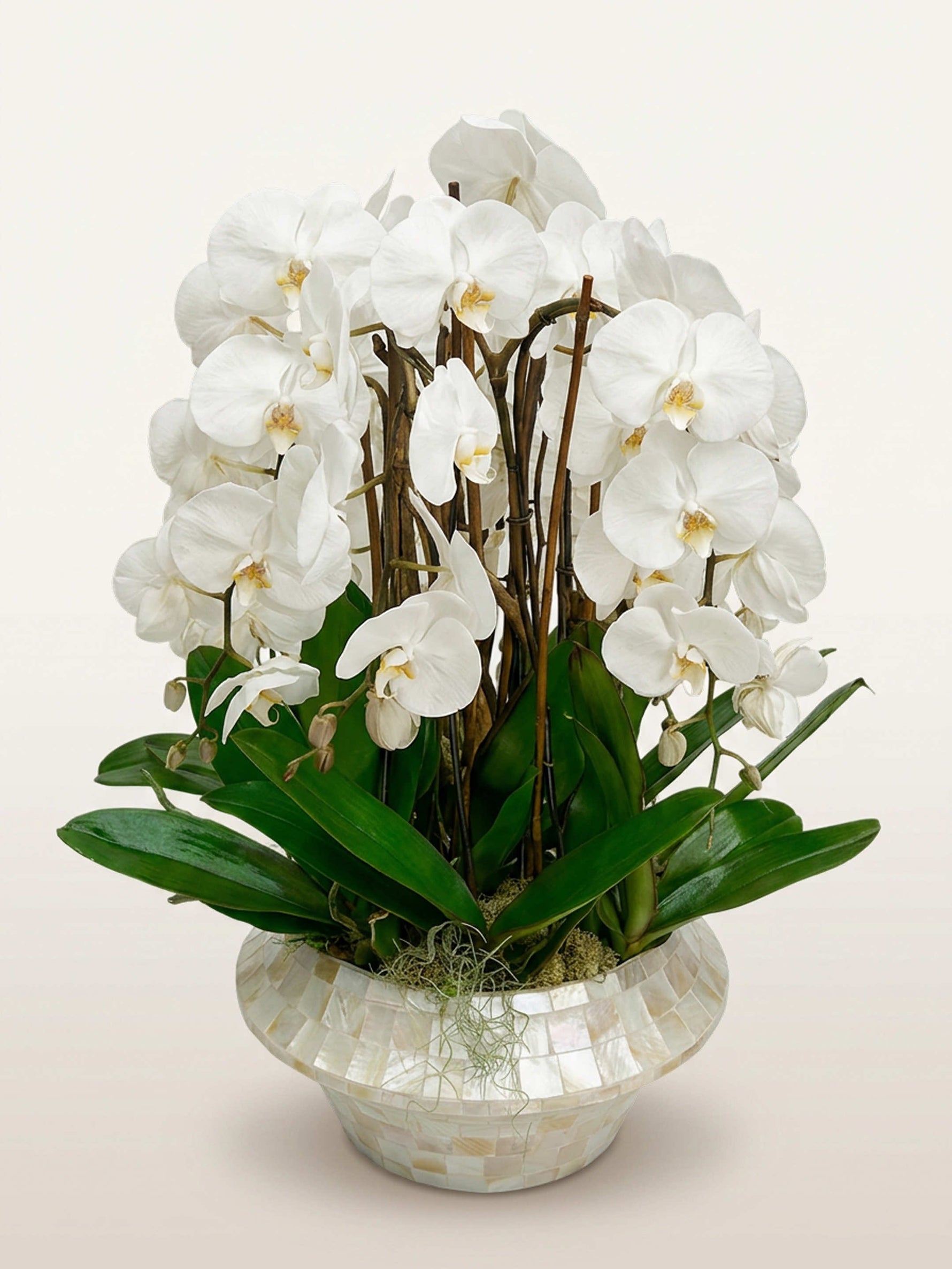 Bella Bianca, neuf tiges d'orchidées blanches en rotonde, dans un vase mosaïque nacré
