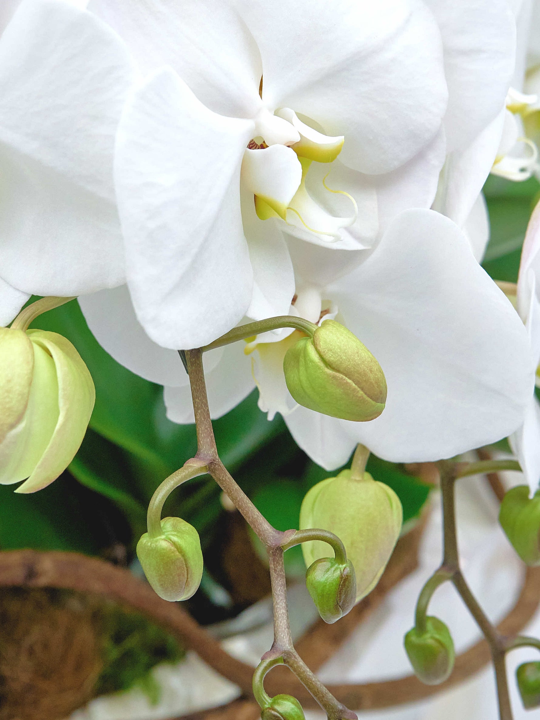 Bella Bianca, orchidées blanches aux pétales larges et bourgeons vert tendre sur tiges arquées
