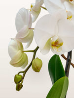 Cascade Opaline N°1 dévoile ses orchidées blanches immaculées aux cœurs jaunes tachetés, entourées de boutons verts et feuilles luxuriantes
