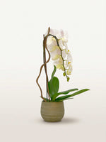 Cascade Opaline N°1 en pot de céramique vert mousse, orchidée blanche aux tons crème et branches de saule tortueux