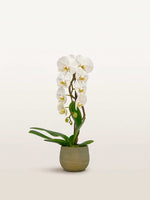 Cascade Opaline N°1 présente une orchidée blanche à deux tiges arquées dans un pot en céramique vert mousse