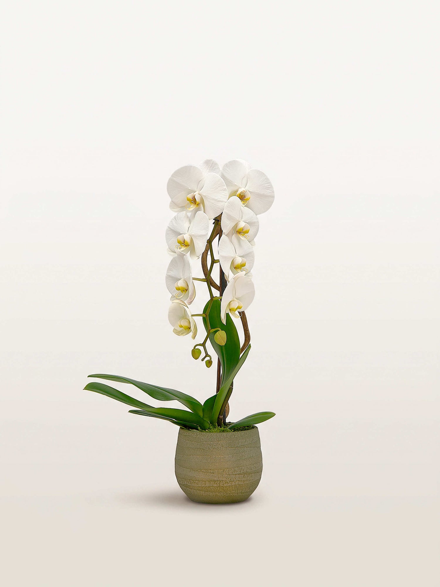 Cascade Opaline N°1 présente une orchidée blanche à deux tiges arquées dans un pot en céramique vert mousse