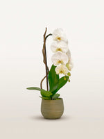 Cascade Opaline N°1 présente une orchidée blanche élancée dans un pot de céramique vert kaki accompagnée d'une branche sculpturale