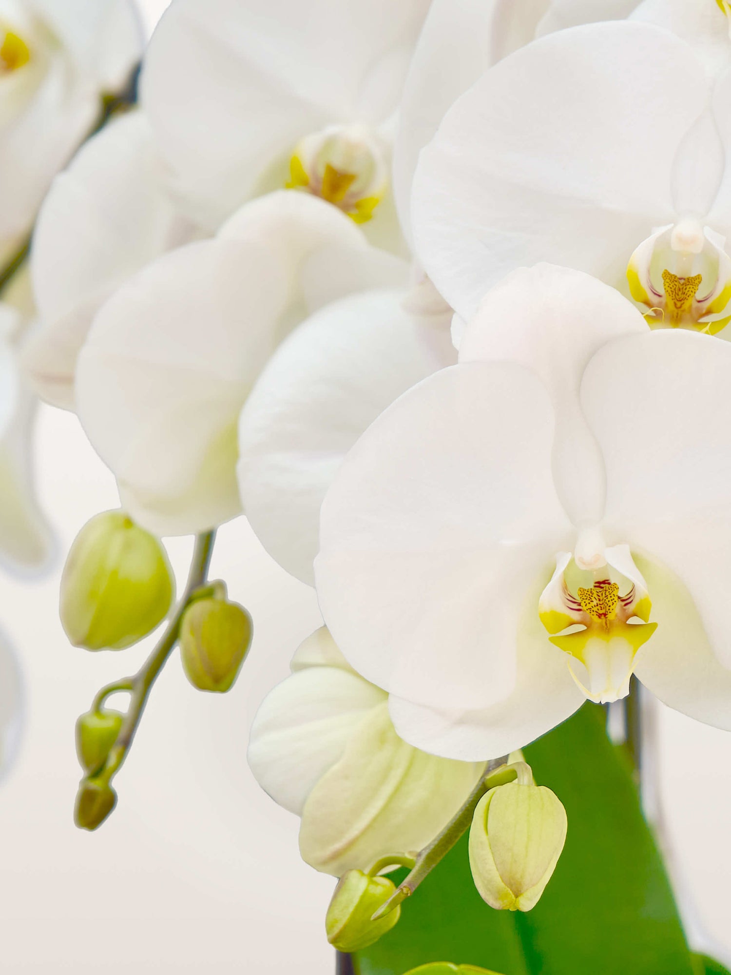 Cascade Opaline N°3 déploie ses orchidées blanches aux cœurs jaune et pourpre, format M en forme cascade