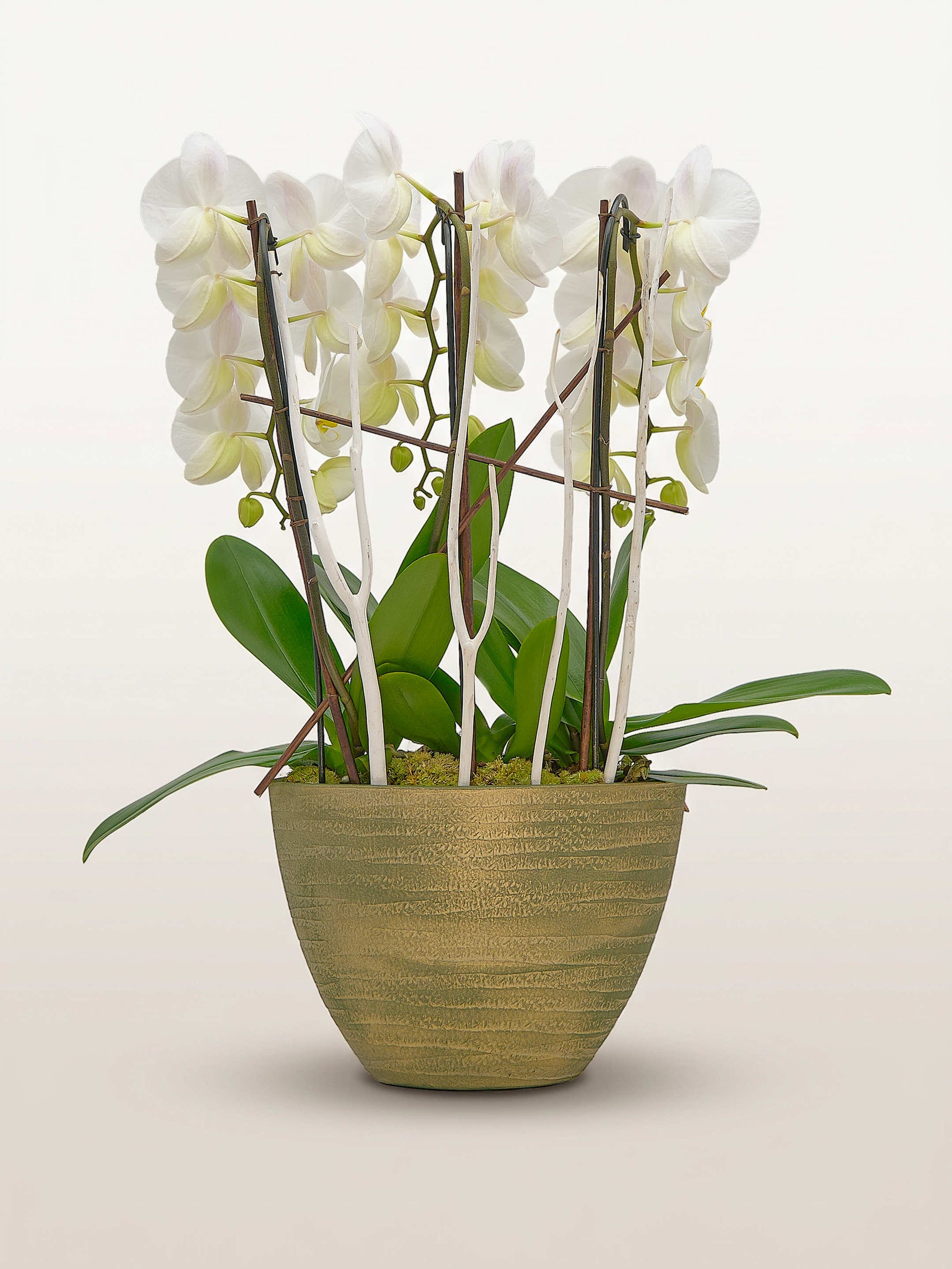 Cascade Opaline N°3 dévoile de multiples tiges d'orchidées blanches dans un cache-pot doré texturé
