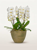 Cascade Opaline N°3 déploie ses orchidées phalaenopsis blanches en cascade dans un pot texturé doré-vert