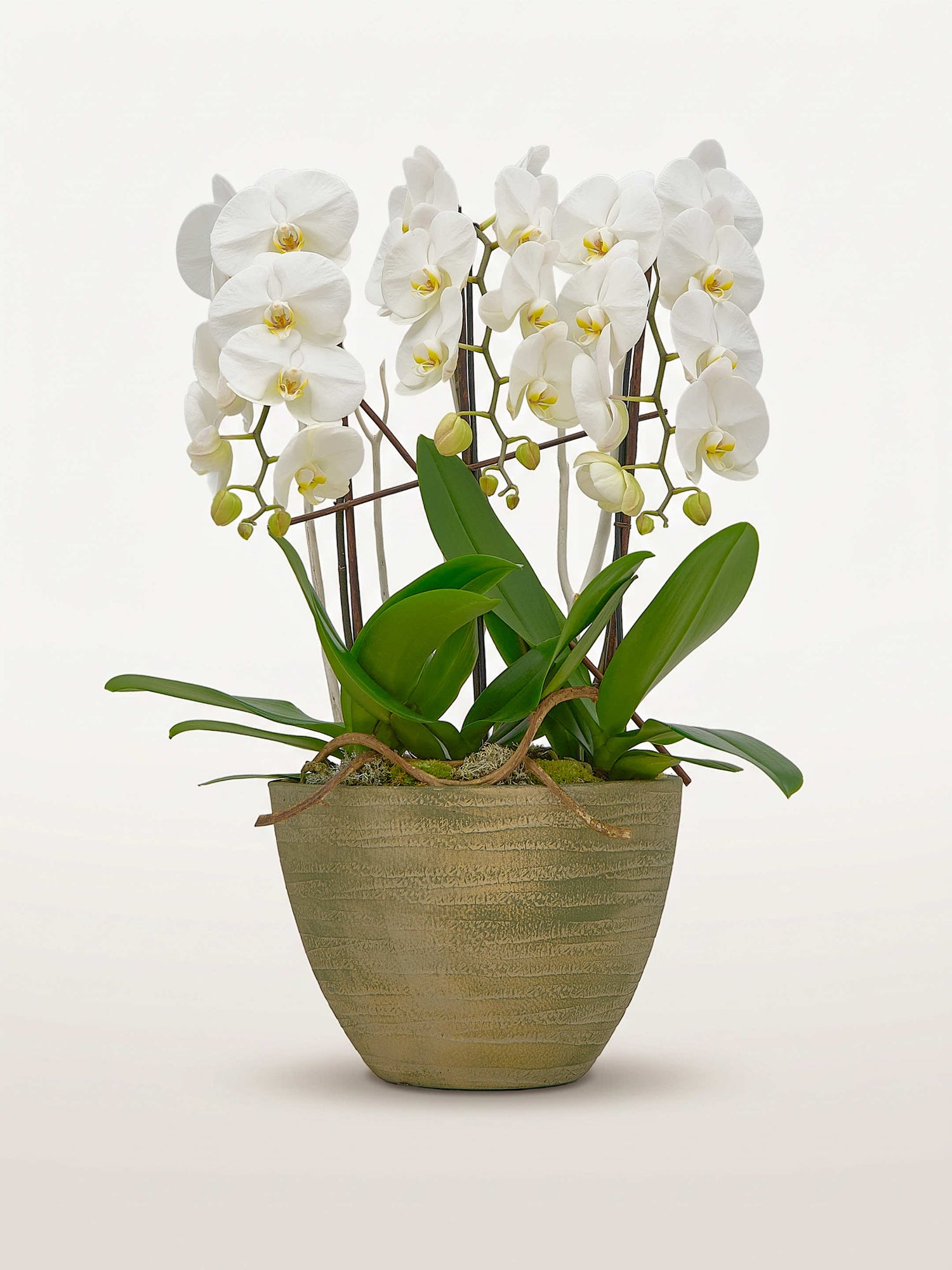 Cascade Opaline N°3 déploie ses orchidées phalaenopsis blanches en cascade dans un pot texturé doré-vert