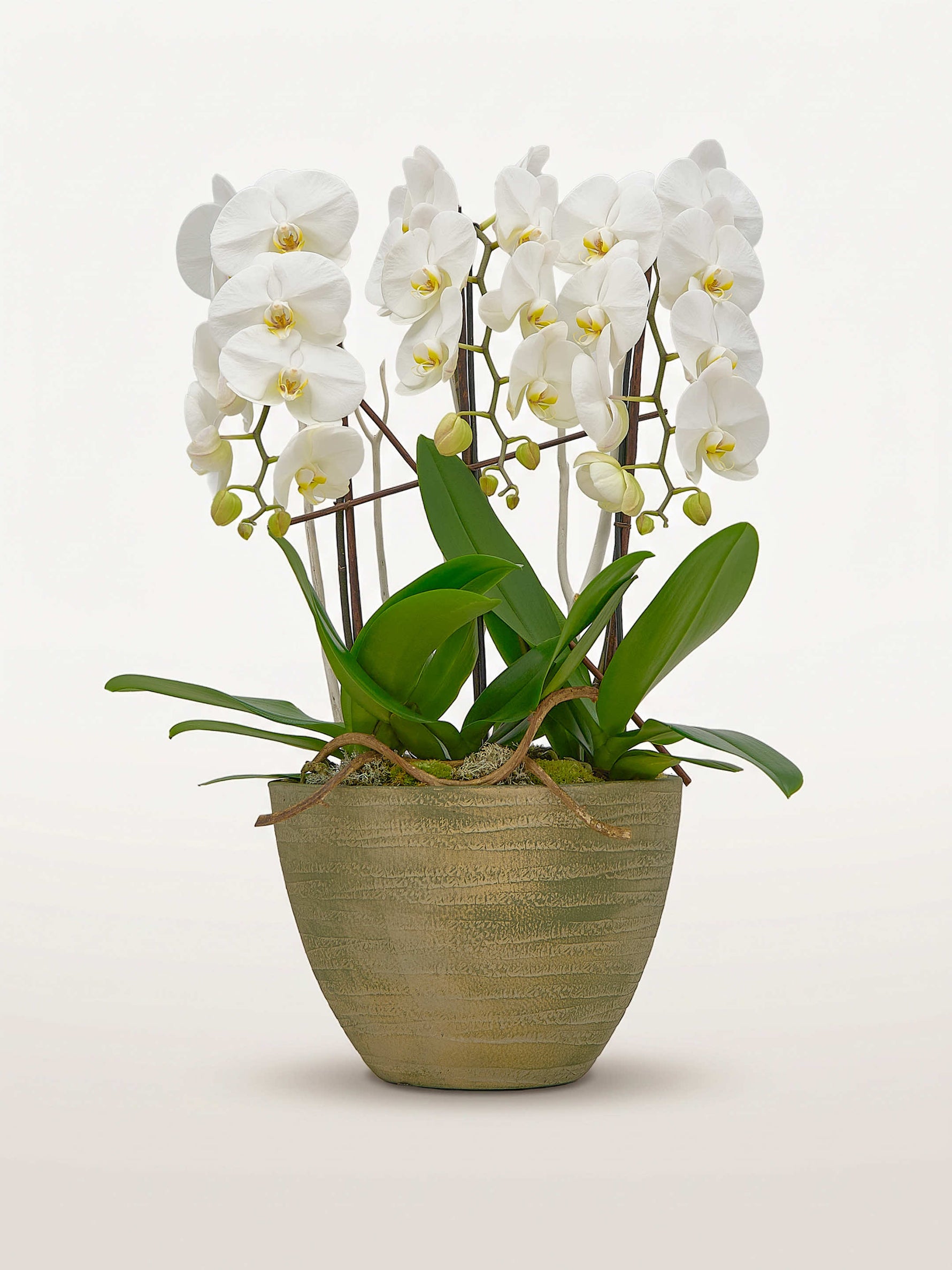 Cascade Opaline N°3 déploie ses orchidées phalaenopsis blanches en cascade dans un pot texturé doré-vert