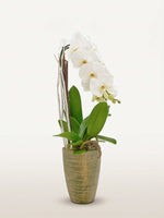 Cascade Opaline N°3 présente une orchidée blanche à la retombée élégante dans un vase texturé doré, style cascade taille M