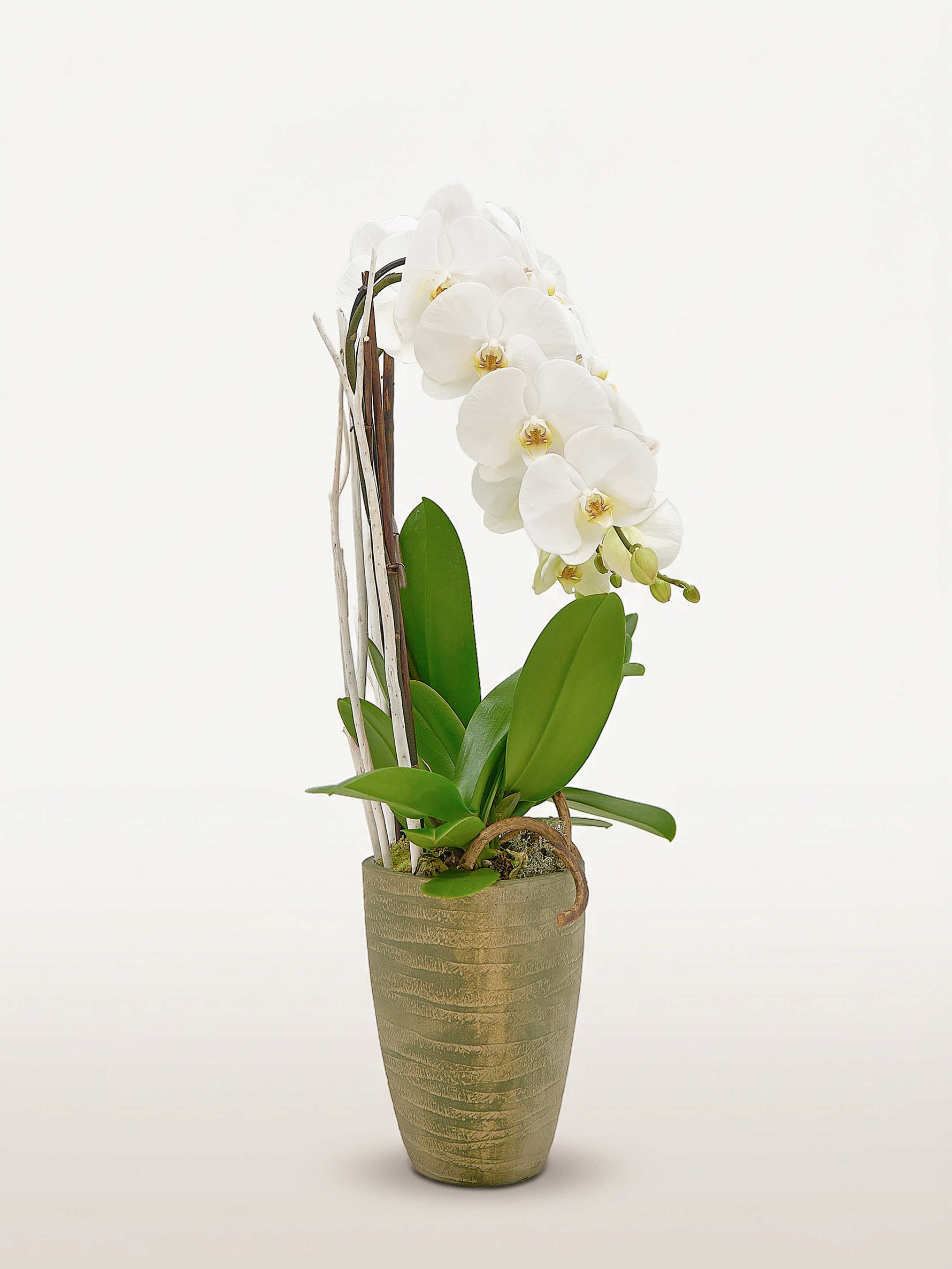 Cascade Opaline N°3 présente une orchidée blanche à la retombée élégante dans un vase texturé doré, style cascade taille M
