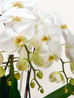 Cascade Opaline N°4 dévoile de larges orchidées blanches aux cœurs jaune et brun sur tiges arquées