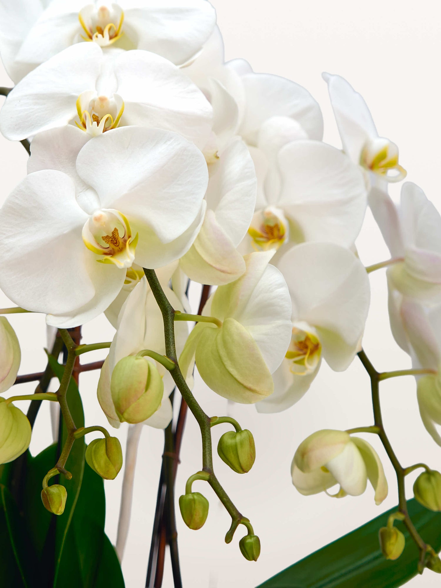 Cascade Opaline N°4 dévoile de larges orchidées blanches aux cœurs jaune et brun sur tiges arquées