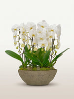 Cascade Opaline N°4 déploie de multiples orchidées phalaenopsis blanches en cascade dans un bol en pierre grise
