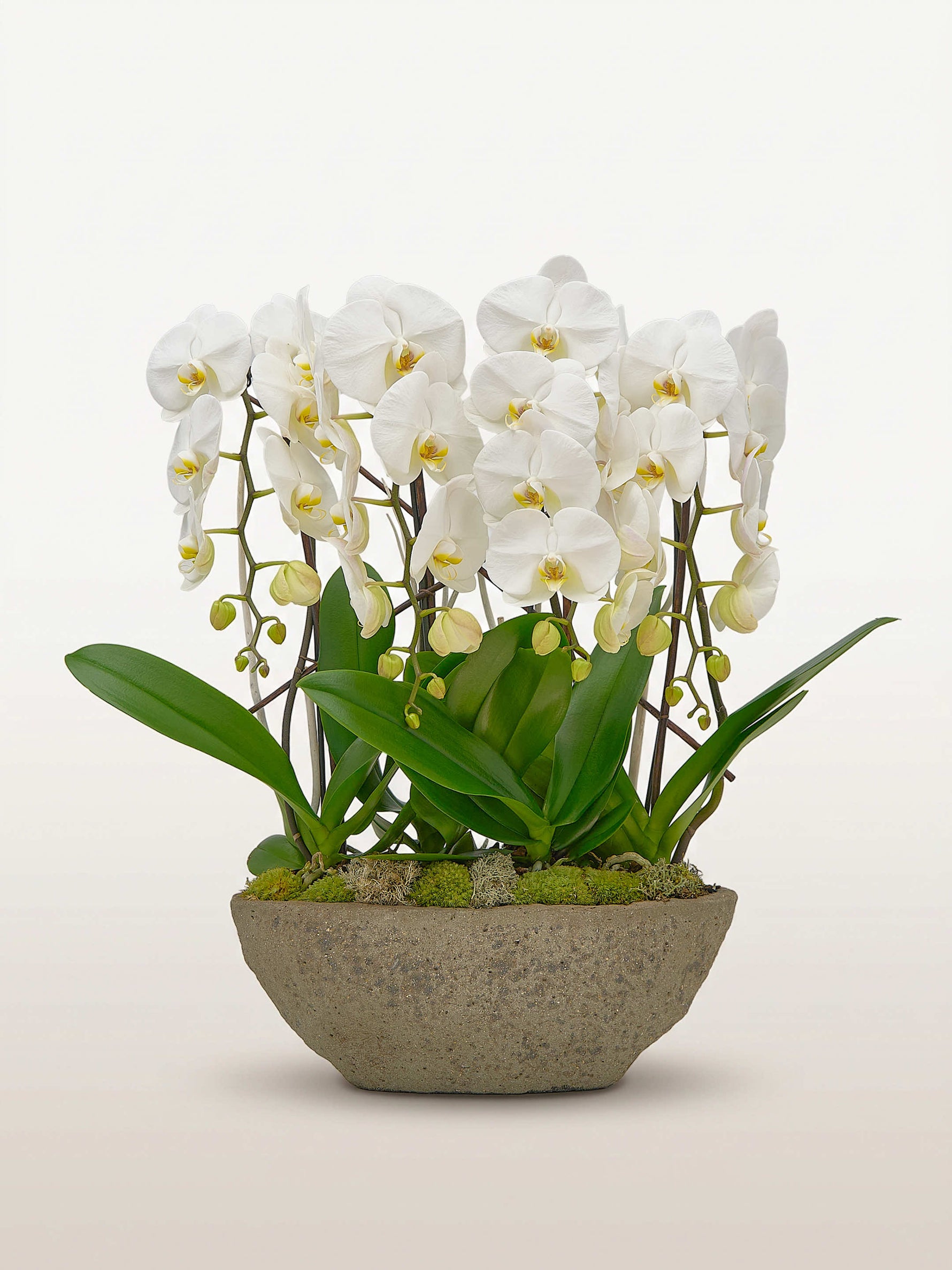 Cascade Opaline N°4 déploie de multiples orchidées phalaenopsis blanches en cascade dans un bol en pierre grise