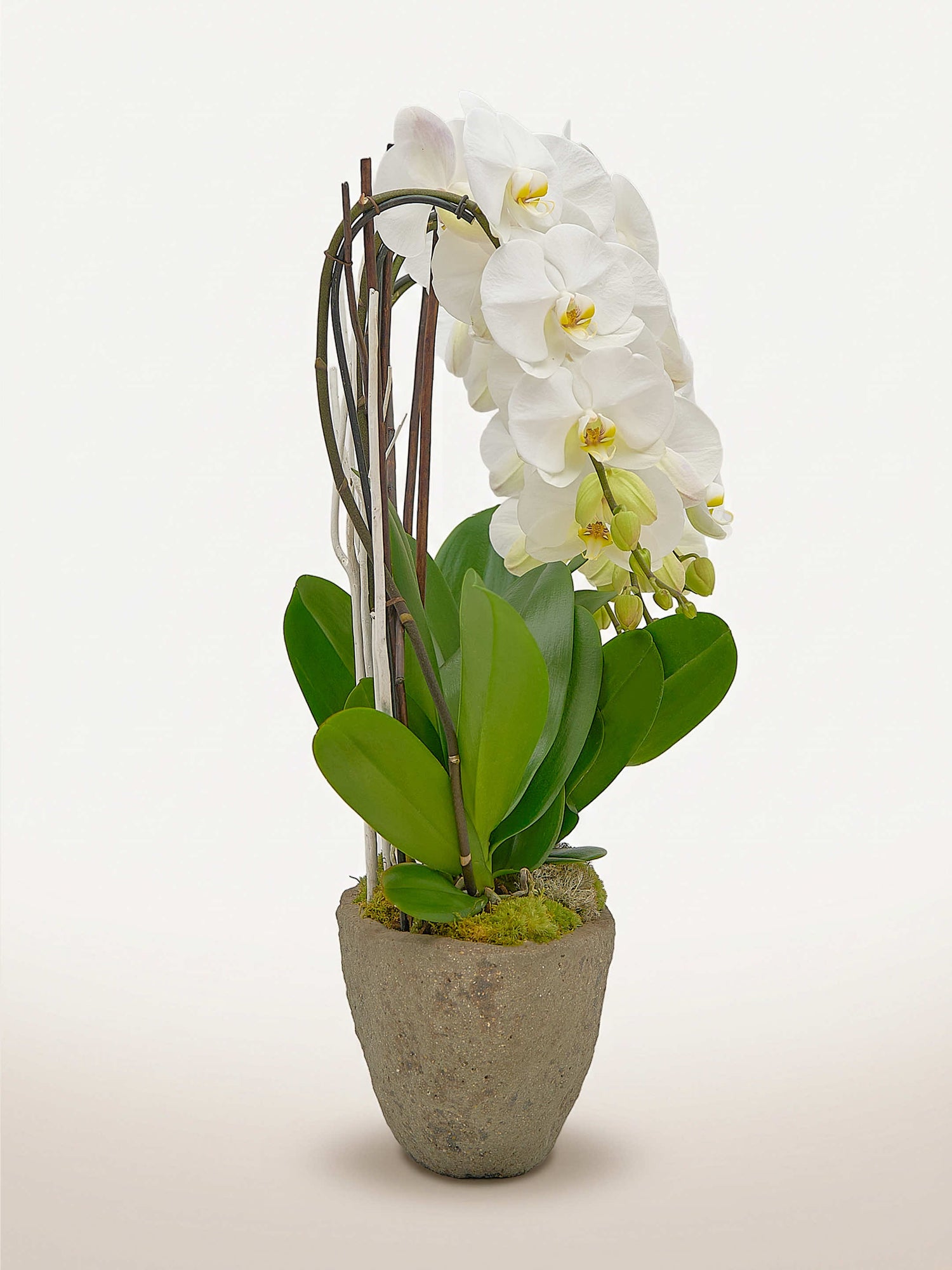 Cascade Opaline N°4 déploie une orchidée blanche à cœur jaune parmi des feuilles vertes dans un pot en pierre grise