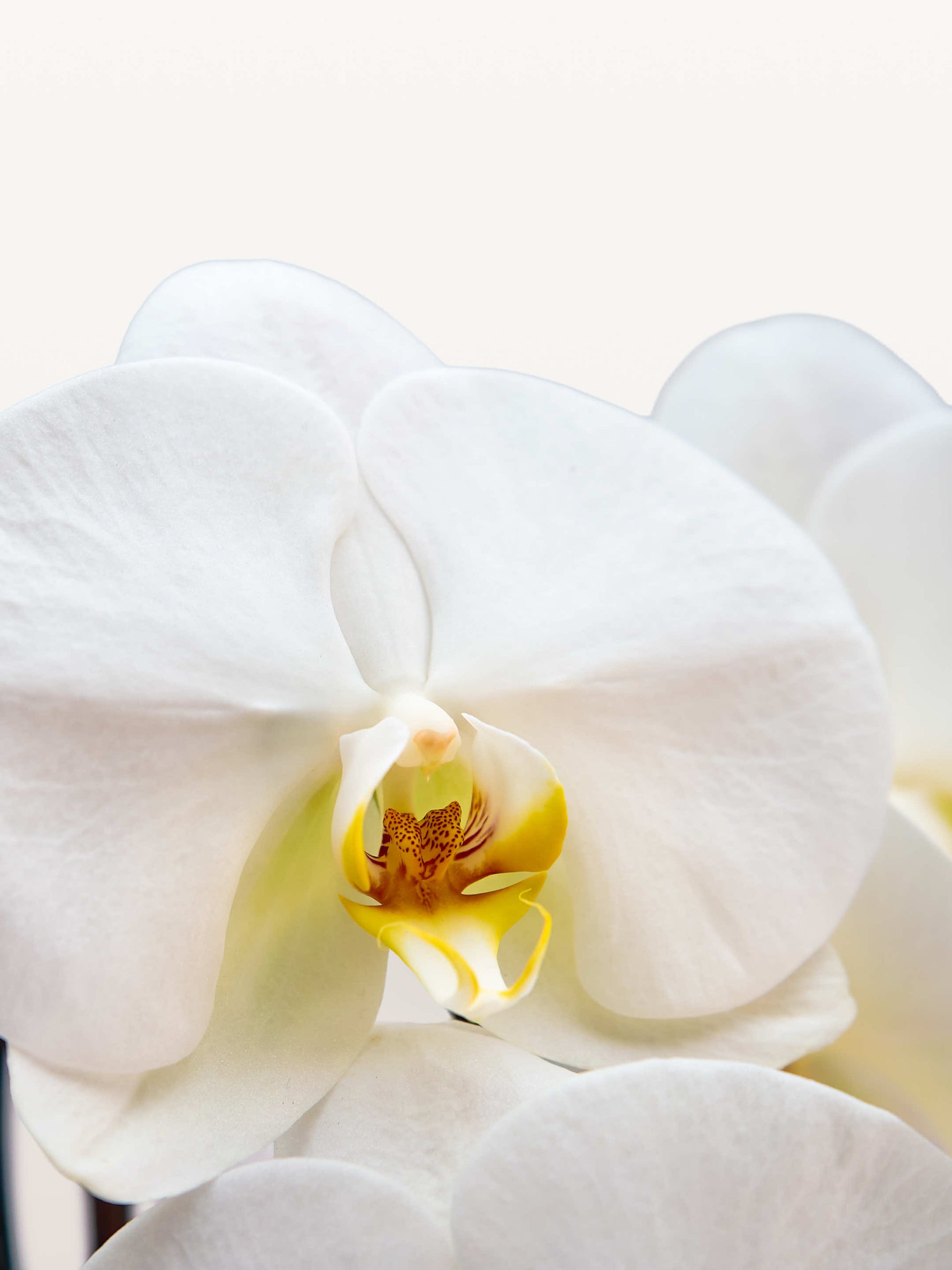 Cascade Opaline N°6 XL dévoile une orchidée blanche immaculée au cœur jaune moucheté
