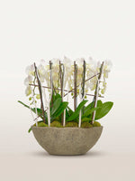 Cascade Opaline N°6 XL présente des orchidées blanches en cascade sur brindilles, avec feuillage vert dans un vase en pierre