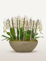 Cascade Opaline N°9 XXL présente de nombreuses orchidées blanches et un feuillage vert dans un bol en pierre grise