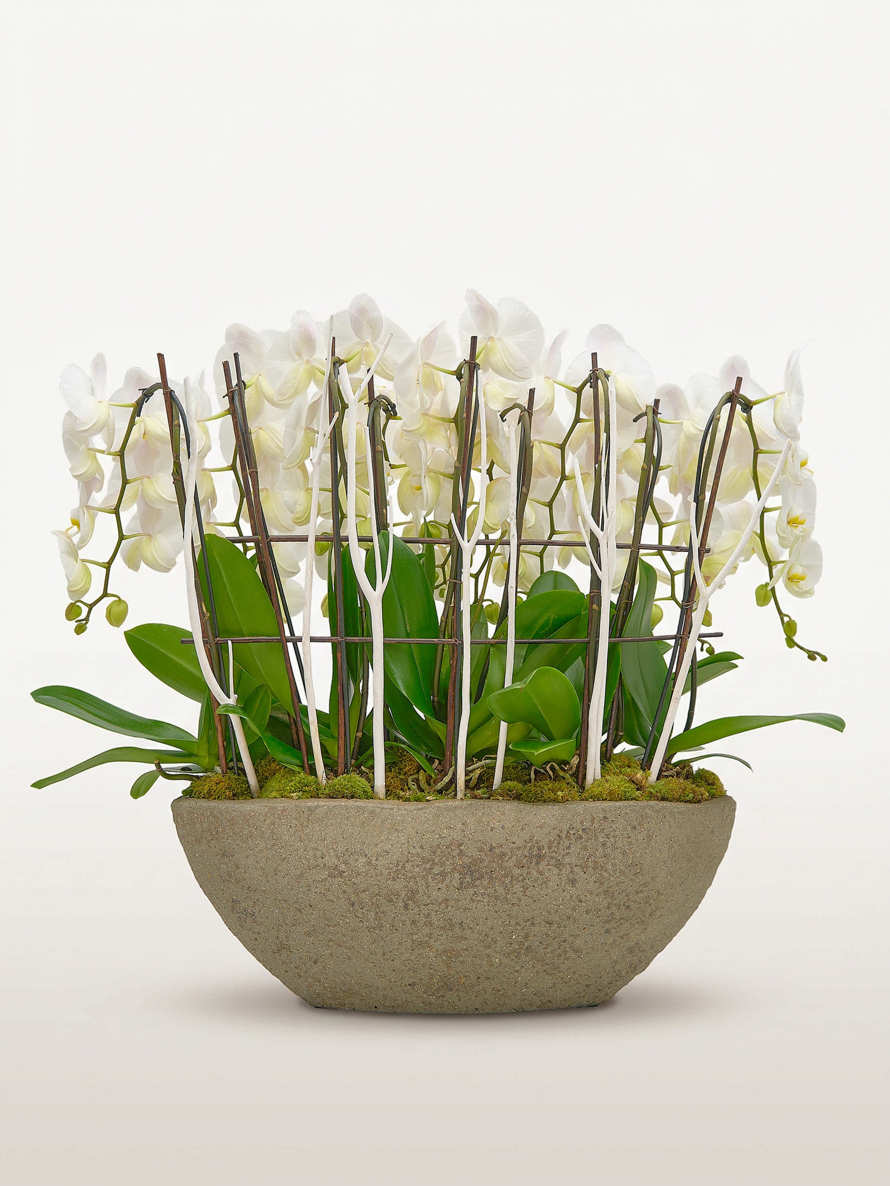 Cascade Opaline N°9 XXL présente de nombreuses orchidées blanches et un feuillage vert dans un bol en pierre grise