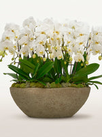 Cascade Opaline N°9 déploie de multiples tiges d'orchidées blanches immaculées au feuillage luxuriant dans une vasque en pierre grise