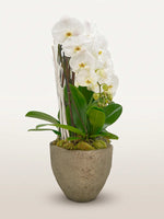 Cascade Opaline N°9 déploie ses orchidées blanches en cascade depuis des tiges de bambou dans un pot de pierre grise
