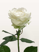 Chantilly à la Tige, rose blanche épanouie aux pétales larges, tige feuillue vert profond