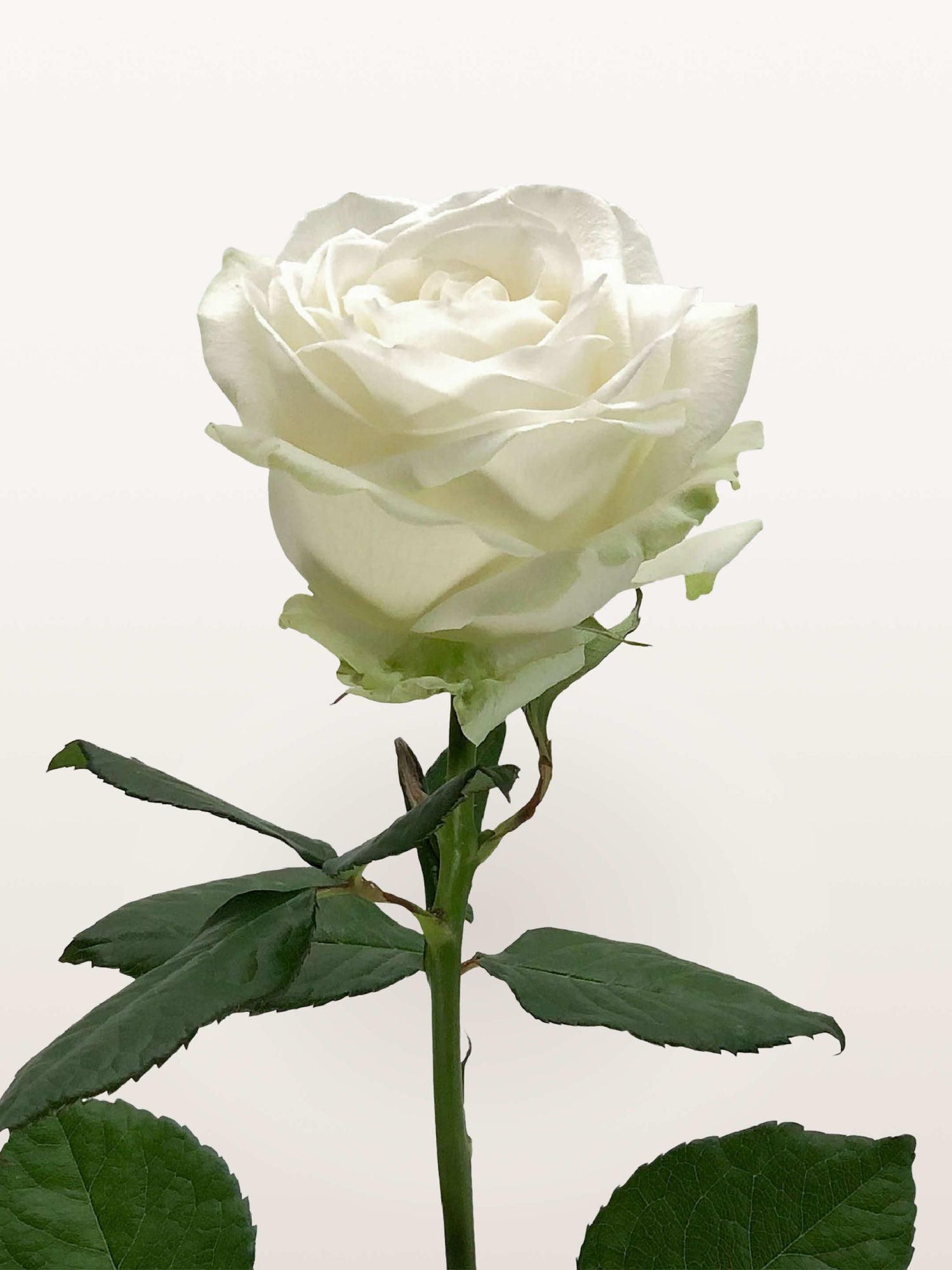 Chantilly à la Tige, rose blanche épanouie aux pétales larges, tige feuillue vert profond