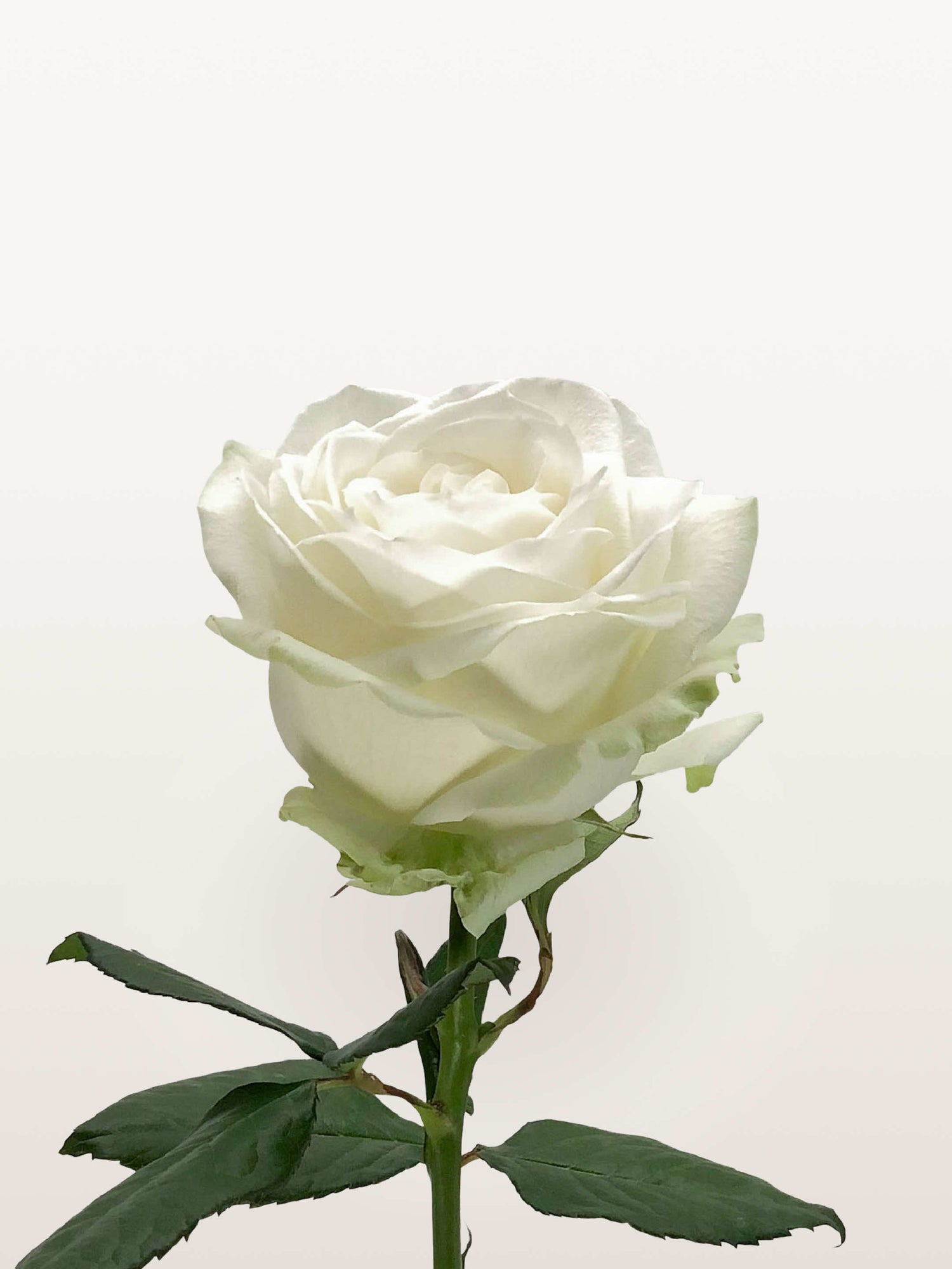 Rose blanche unique aux pétales larges, tige vert tendre et feuillage dentelé
