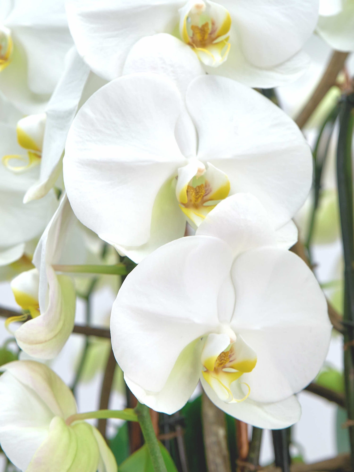 Diva Bianca, orchidées blanches aux labelles jaune et pourpre, pétales larges ouverts en rotonde