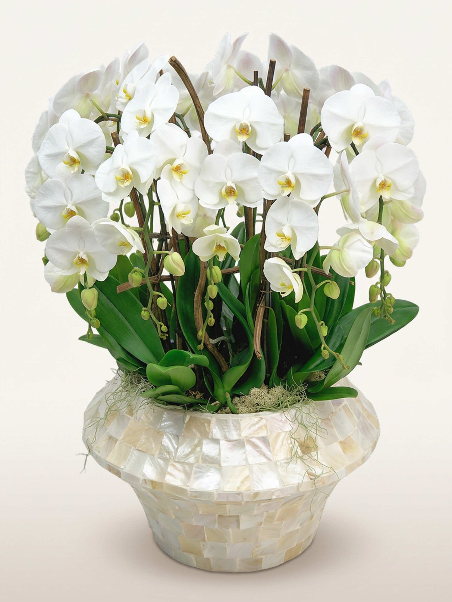 Diva Bianca, douze tiges d'orchidées blanches en rotonde dans un vase mosaïque nacré, feuilles vertes