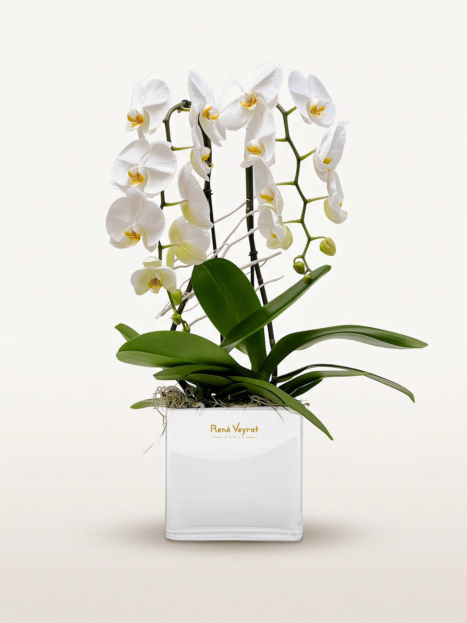 Galerie Vivienne, deux tiges d'orchidées blanches aux cœurs jaunes, feuillage vert dans un vase carré ivoire