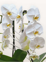 Orchidées Phalaenopsis blanches aux labelles jaune et blanc, tiges soutenues par des tuteurs