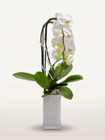 Orchidée blanche Phalaenopsis en arche élégante dans un vase ivoire, entourée de feuilles vertes luxuriantes