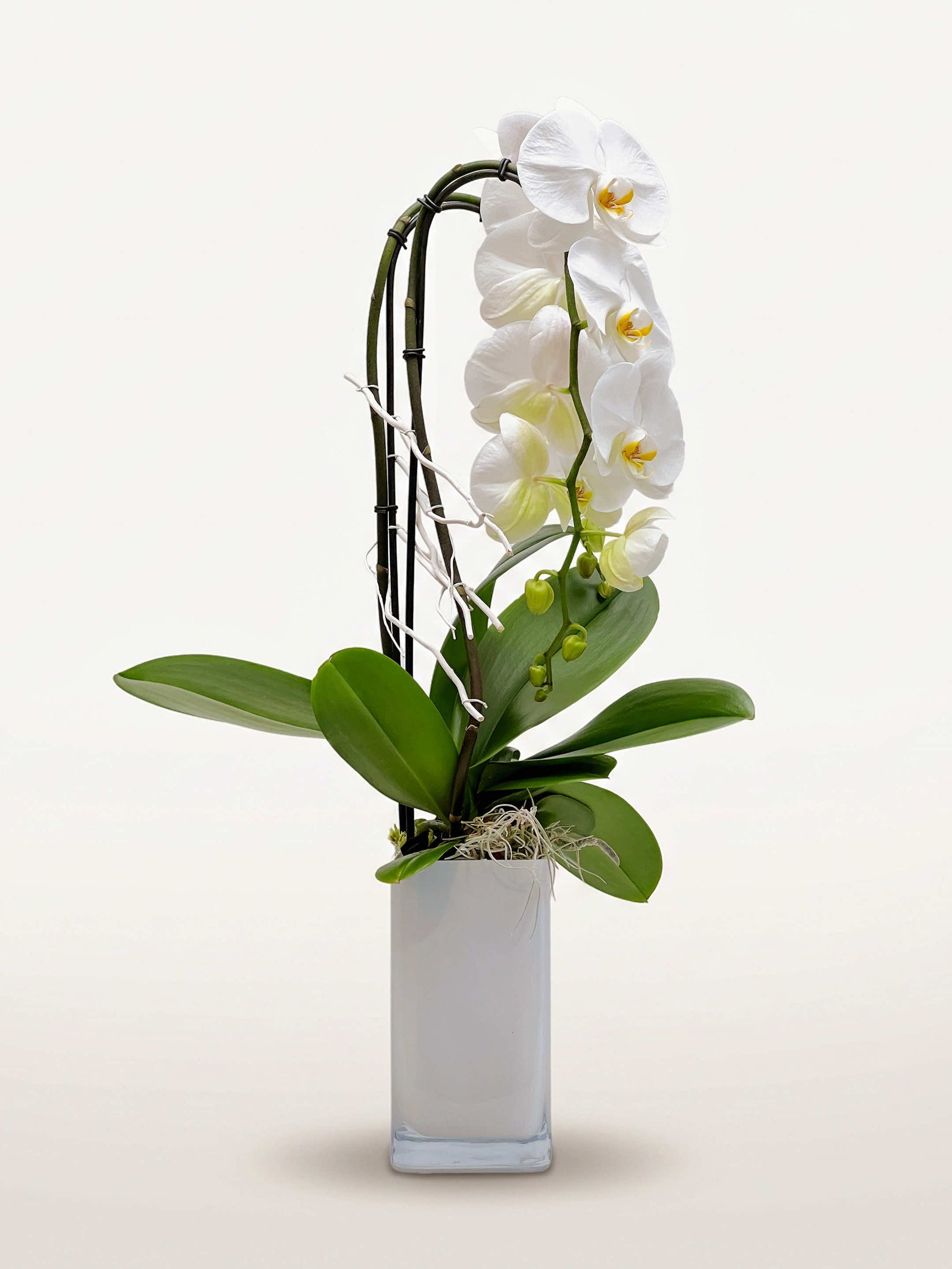 Orchidée blanche Phalaenopsis en arche élégante dans un vase ivoire, entourée de feuilles vertes luxuriantes