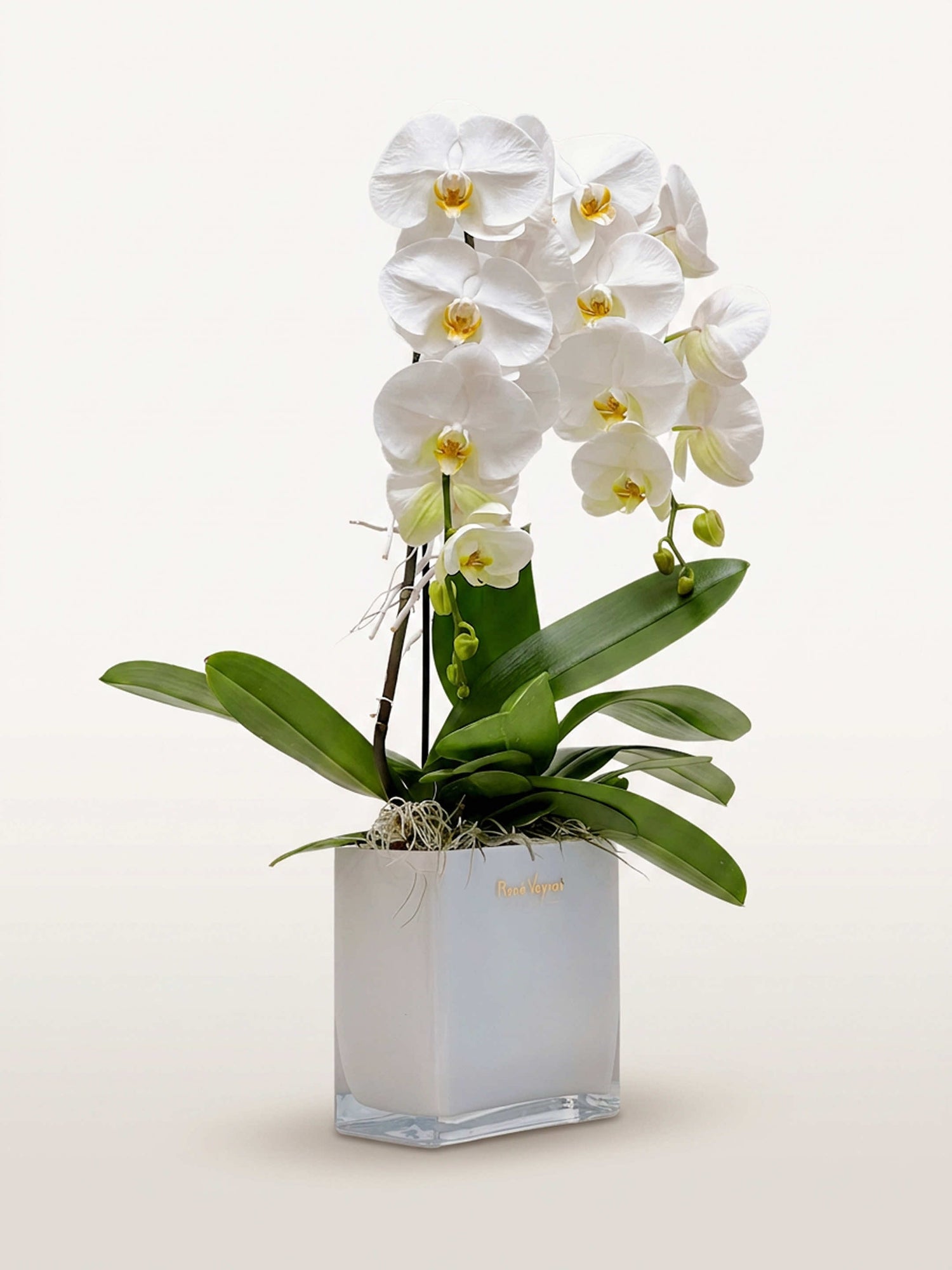 Orchidées Phalaenopsis blanches à cœur jaune dans un coffret ivoire signé René Veyrat, entourées de larges feuilles vertes