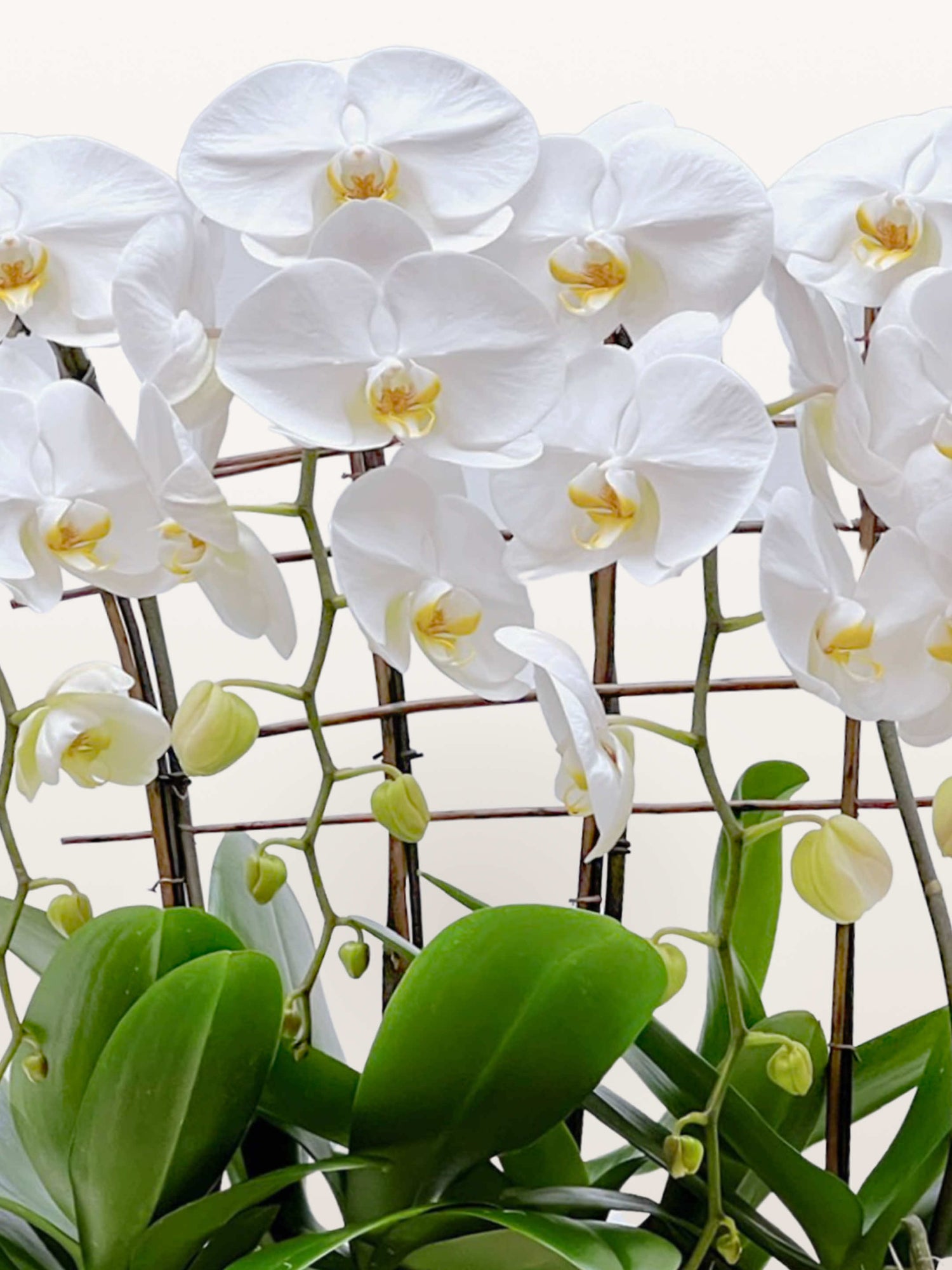 Quai de la Tournelle, orchidées Phalaenopsis blanches à cœur jaune, boutons et feuilles vertes sur tuteurs