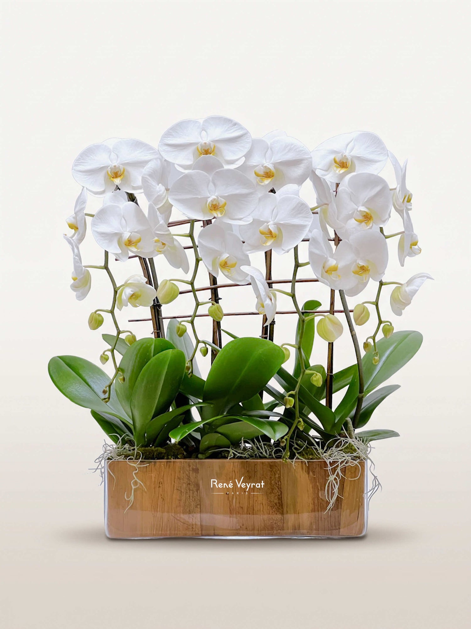 Quatre tiges d'orchidées Phalaenopsis blanches aux cœurs jaunes, feuillage vert dans un contenant en bois clair