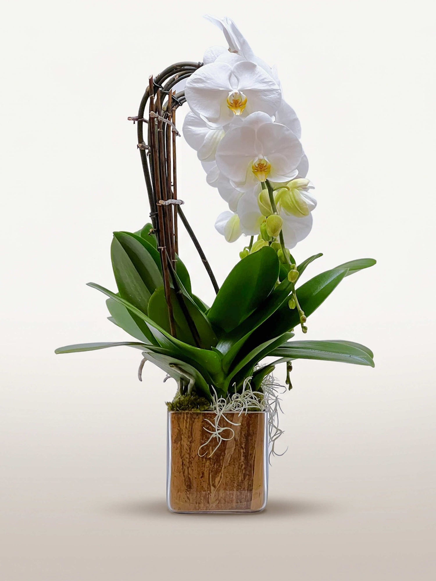 Quai de la Tournelle, orchidées blanches à cœur jaune, tiges soutenues par des bambous, pot en écorce