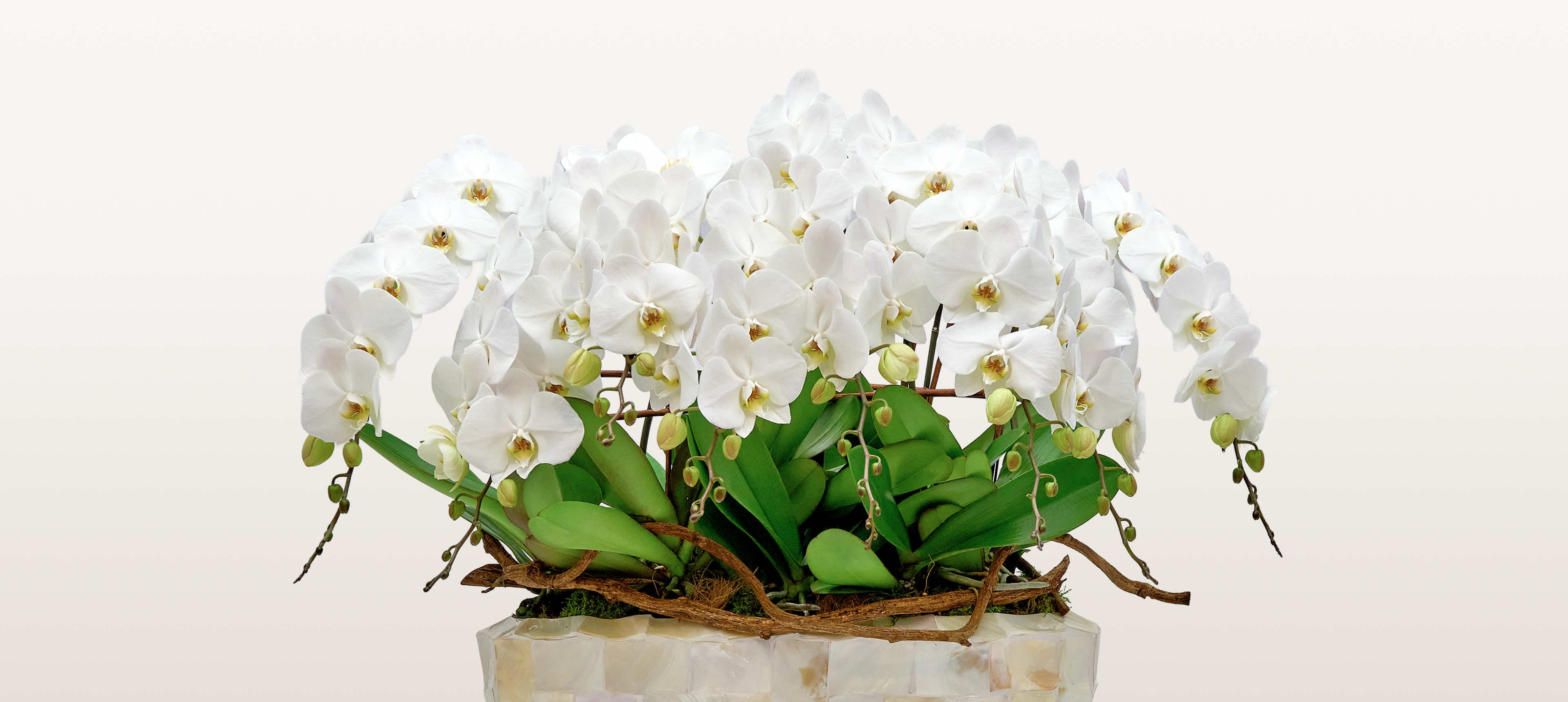 Regina Bianca XXXL en cascade déploie ses orchidées blanches immaculées depuis un coffret ivoire orné de branches naturelles