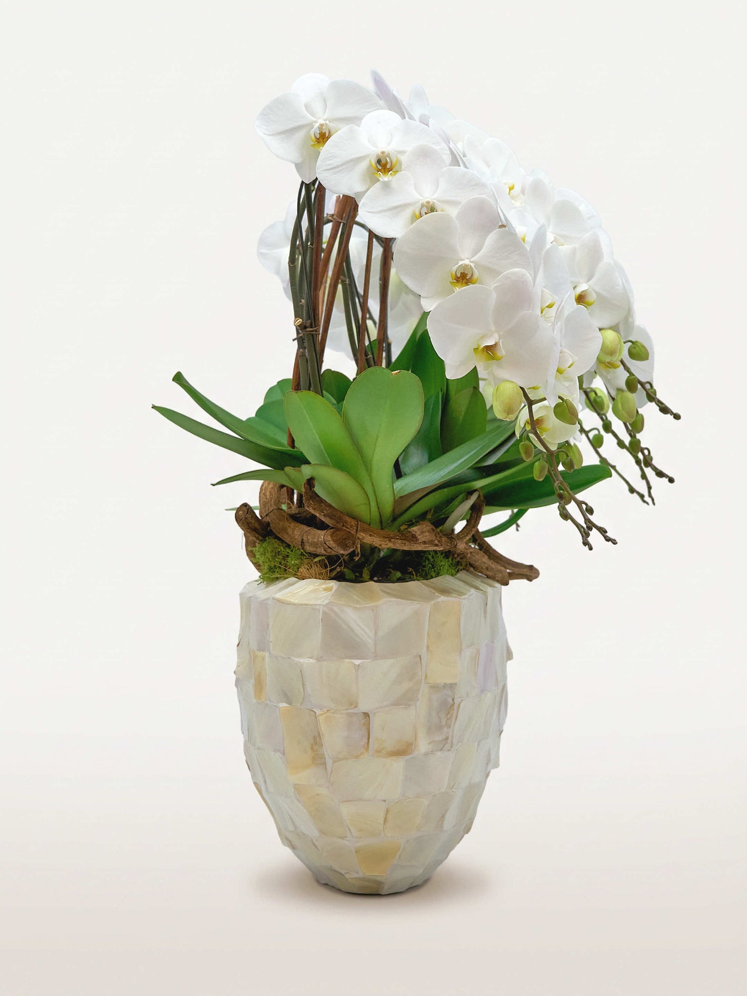 Regina Bianca, dix tiges d'orchidées blanches en cascade dans un vase en mosaïque nacrée