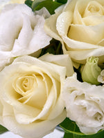 Roses Reine Blanche aux pétales ivoire perlés de gouttelettes, boutons vert pâle entre les feuilles