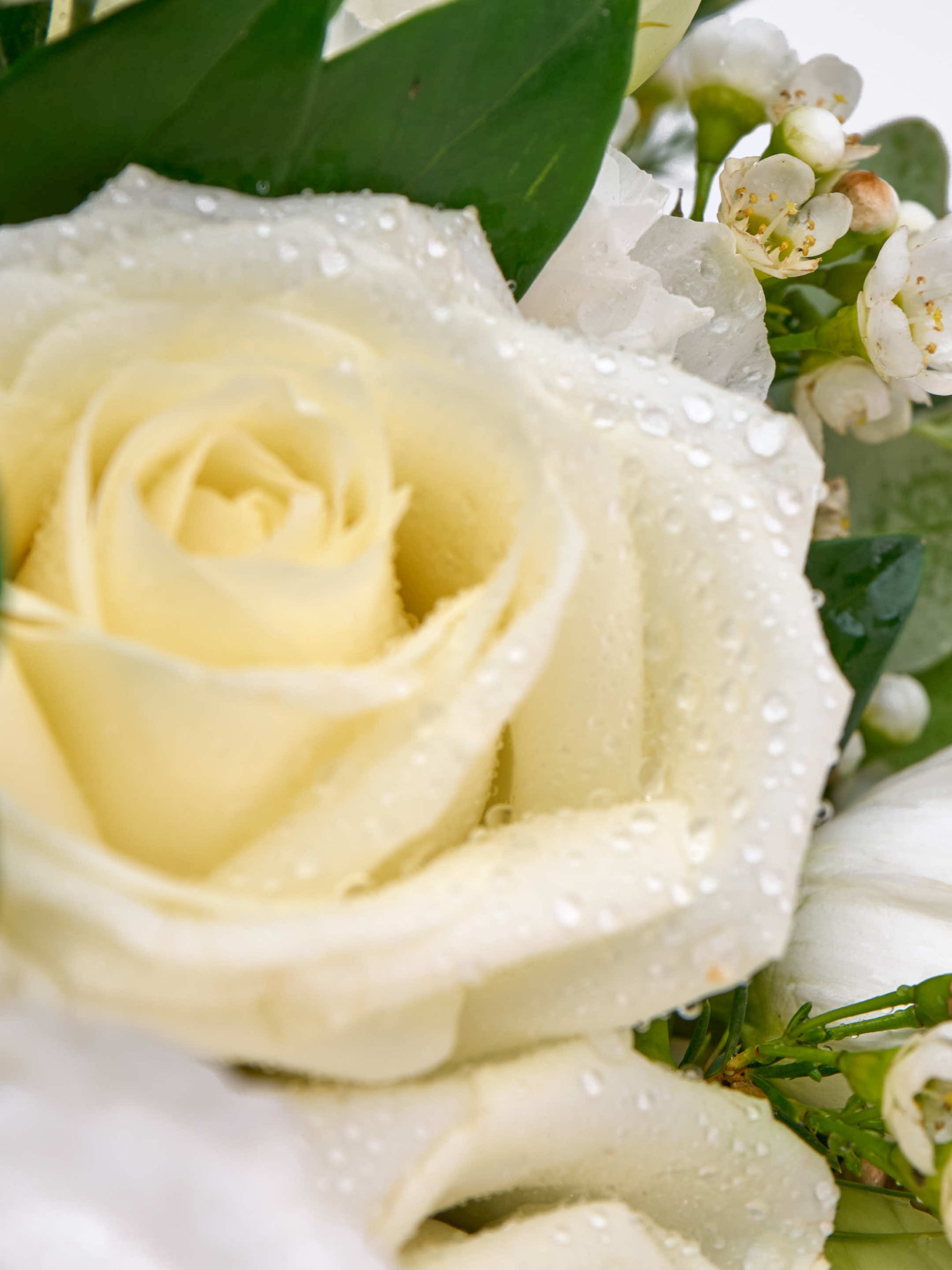 Rose Reine Blanche M perlée de gouttelettes, entourée de fleurs blanches et feuillage vert