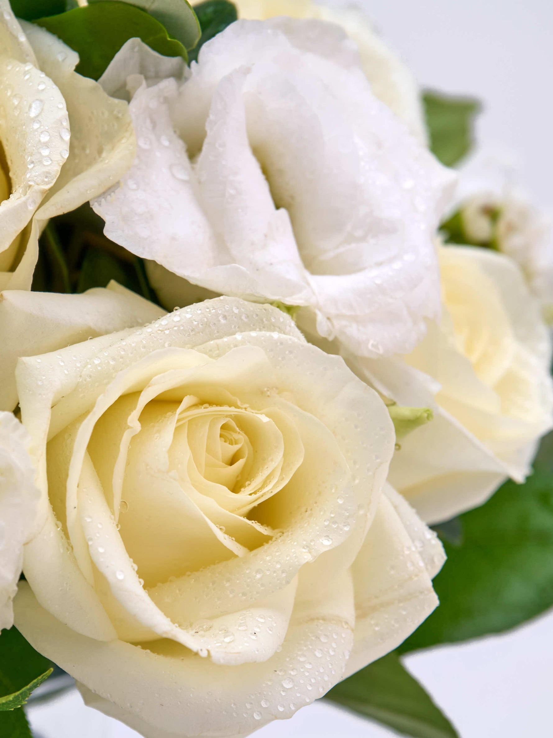 Reine Blanche S, pétales ivoire nacré striés de gouttelettes d'eau au cœur d'une rose enroulée