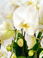 Rotonde Opaline N°10 dévoile de larges orchidées blanches au cœur jaune moucheté, entourées de boutons vert tendre