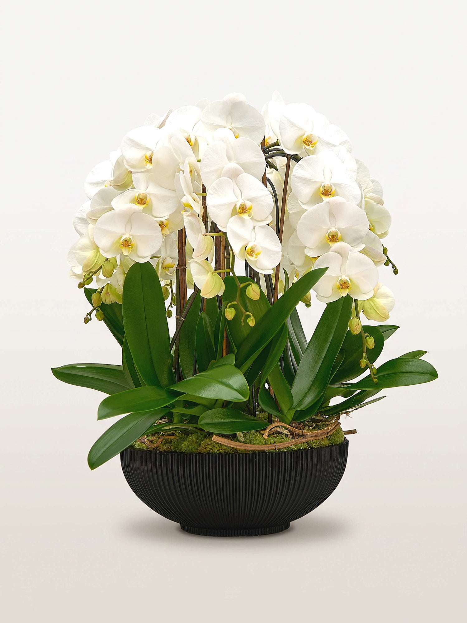 Rotonde Opaline N°10 réunit de multiples orchidées blanches aux cœurs jaunes dans un vaste bol noir strié