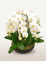 Rotonde Opaline N°10 XXL rassemble une multitude d'orchidées blanches immaculées dans un vase rond noir strié