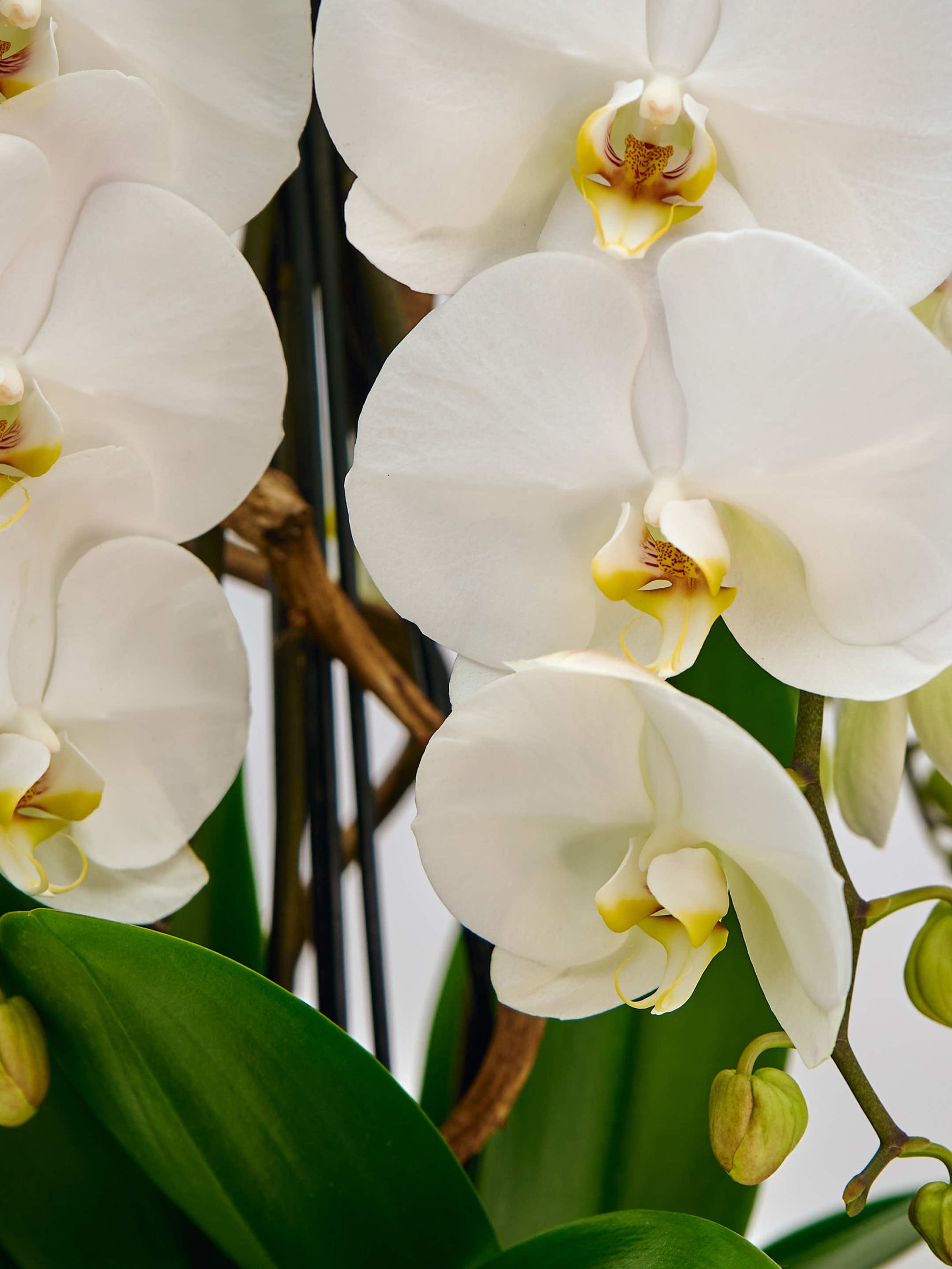 Rotonde Opaline N°10 dévoile de larges orchidées blanches au cœur jaune tacheté, sublimées par un feuillage vert éclatant