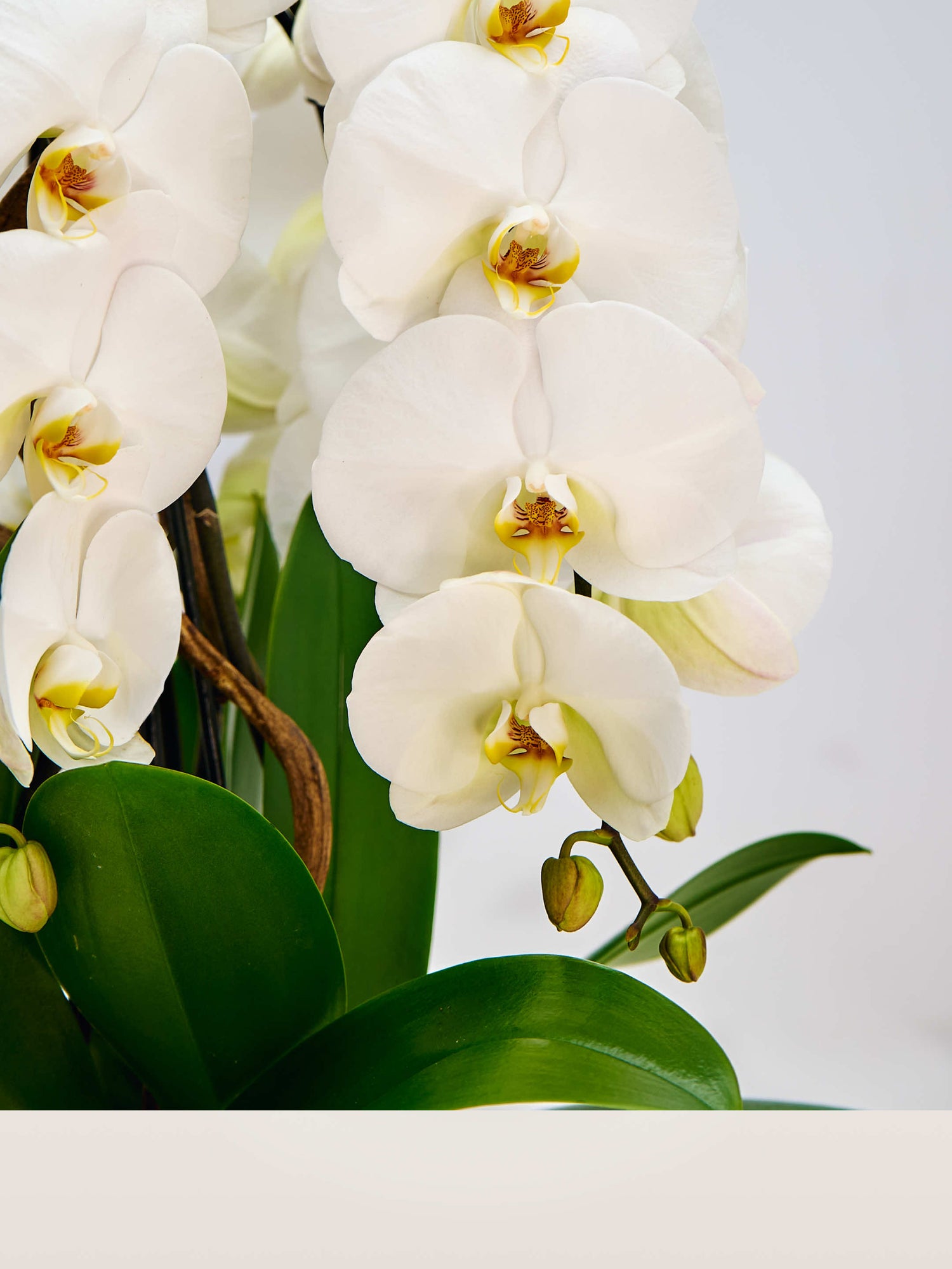 Rotonde Opaline N°5 XL dévoile des orchidées blanches immaculées aux cœurs jaune et pourpre, entourées de larges feuilles vertes